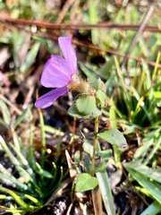 Rhexia nuttallii
