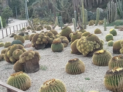 Kroenleinia grusonii