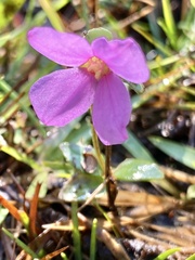 Rhexia nuttallii