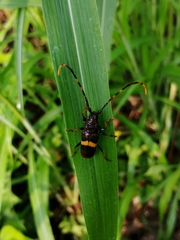 Trachyderes elegans