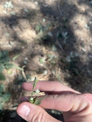 Parthenium hysterophorus