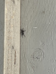 Herpyllus ecclesiasticus