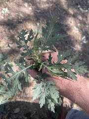 Parthenium hysterophorus