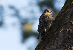 Sphyrapicus thyroideus
