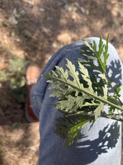Parthenium hysterophorus