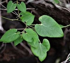 Asclepiadoideae