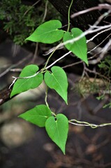 Asclepiadoideae