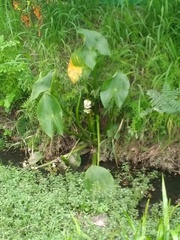 Sagittaria montevidensis