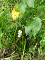 Sagittaria montevidensis