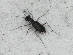 Cicindela scabrosa