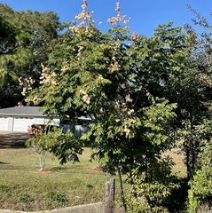 Koelreuteria bipinnata