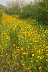 Ratibida columnifera