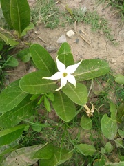 Jaborosa integrifolia