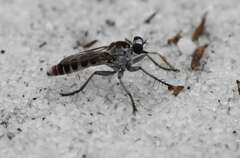 Stichopogon abdominalis