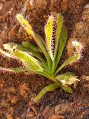 Drosera hilaris