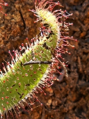 Drosera hilaris
