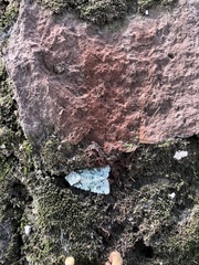 Lepidoptera