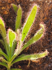 Drosera hilaris