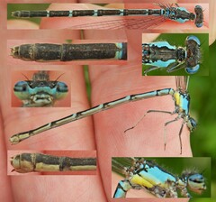 Chromagrion conditum