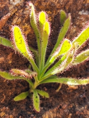 Drosera hilaris