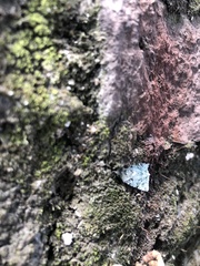 Lepidoptera