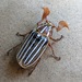 Lined June Beetles - Photo (c) Kim Wagner, some rights reserved (CC BY-NC), uploaded by Kim Wagner