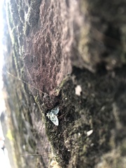 Lepidoptera