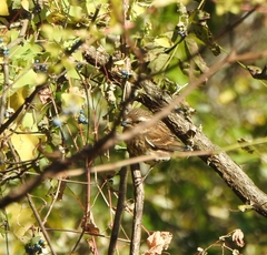 Haemorhous purpureus