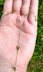 Linum catharticum