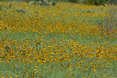 Ratibida columnifera