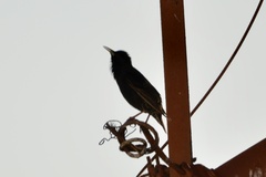 Sturnus vulgaris