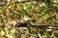 Haemorhous purpureus