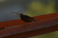 Sturnus vulgaris