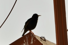 Sturnus vulgaris