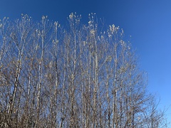 Populus deltoides