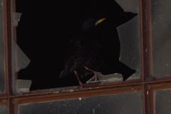 Sturnus vulgaris