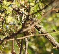 Haemorhous purpureus