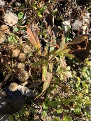 Symphyotrichum puniceum