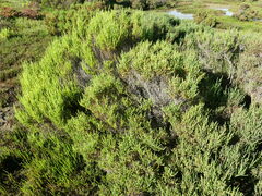 Tecticornia arbuscula