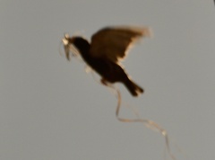 Sturnus vulgaris