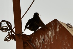 Sturnus vulgaris