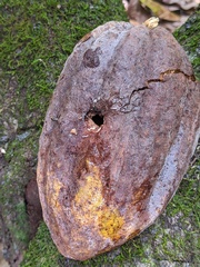 Melanerpes striatus