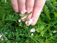 Vicia sylvatica