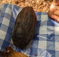 Theobroma cacao
