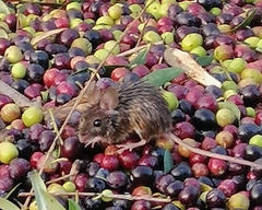 Apodemus sylvaticus