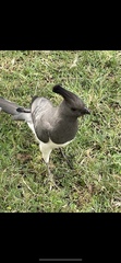 Corythaixoides leucogaster