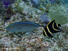 Caranx ruber