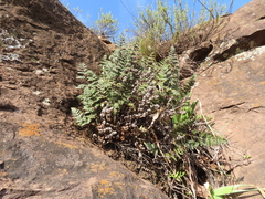 Cheilanthes eckloniana