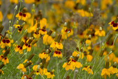 Ratibida columnifera