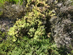 Frankenia pauciflora